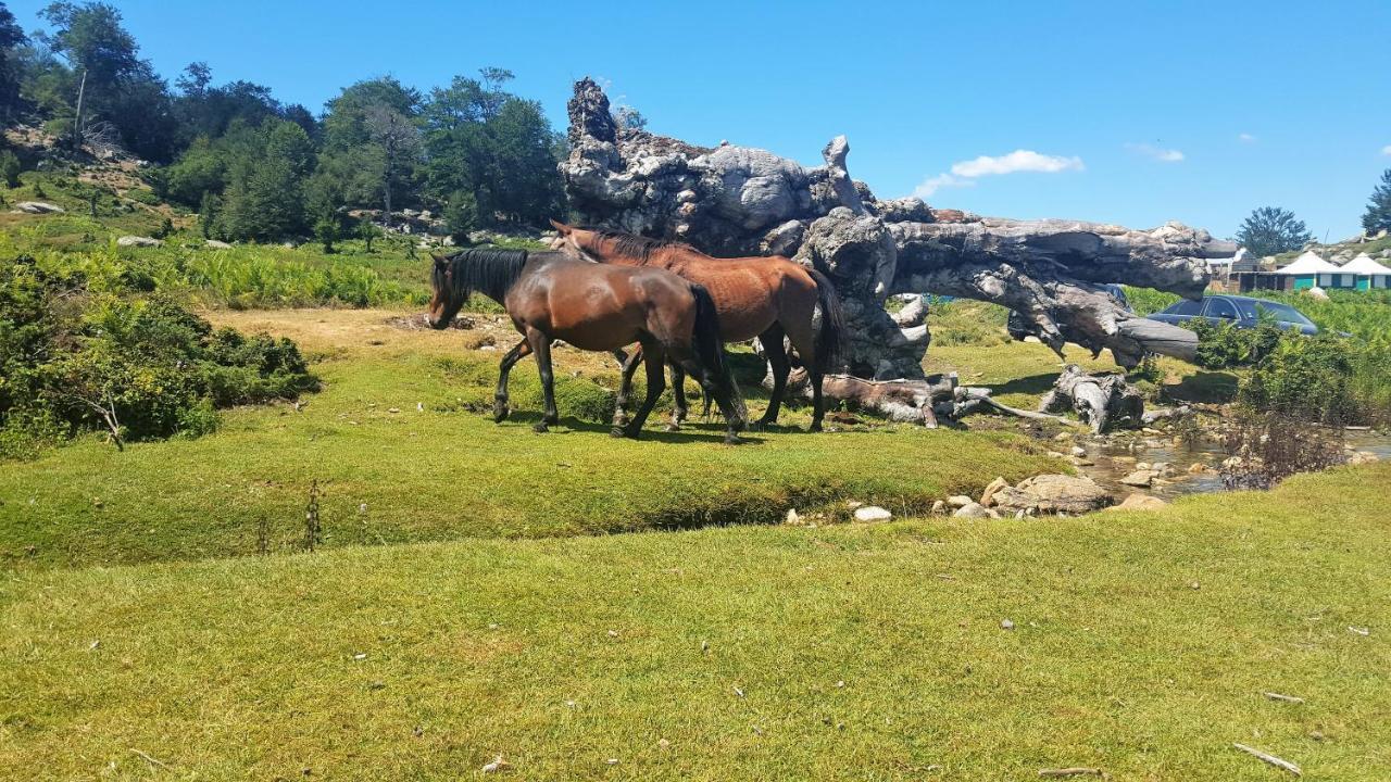Les Chalets Et Gite Du Haut Taravo Zicavo Ngoại thất bức ảnh